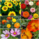 Sorry For Your Loss - Wildflowers Seeds