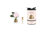Rose Bud In Clear Glass with Pink & Gold Box